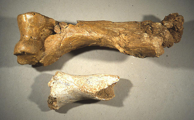 humérus de rhinocéros © Musée de préhistoire de Menton