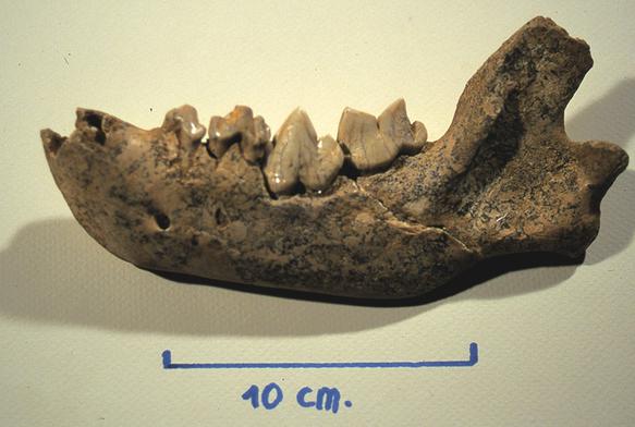 mandibule de jeune hyène © Musée de préhistoire de Menton