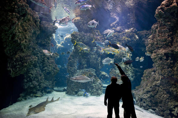 L'aquarium 'Le Lagon aux requins' du Musée Océanographique de Monaco © M.Dagnino / Musée Océanographique de Monaco 