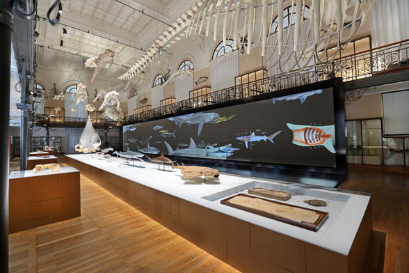Salle de la Baleine (avec fresque interactive) © T. Ameller / Musée Océanographique de Monaco