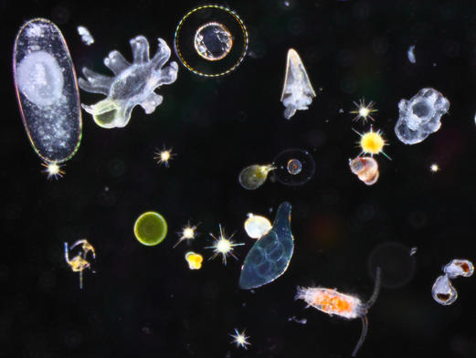 Différentes espèces d’organismes planctoniques, végétaux et animaux © M. C. Sardet