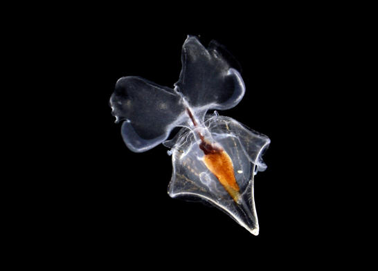 Les ptéropodes sont des mollusques planctoniques, appelés également « papillons de mer », à cause de leurs appendices à formes d’ailes, utilisées pour la natation © M. C. Carre