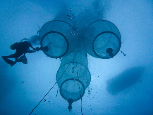 Vue sous-marine d'un ensemble de 3 mésocosmes. Ceux-ci sont des sacs qui permettent d'isoler 50m3 d'eau de mer et ainsi simuler différentes conditions environnementales © Stephen